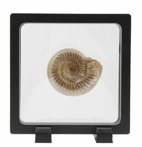 Perisphinctes Ammonite Fossil In Display Case #40008